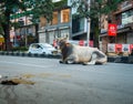 Large stray cow bull with big horns on Dehradun City road, India. Potential traffic hazard