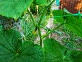 June is the time for flowering cucumbers