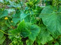 June is the time for flowering cucumbers