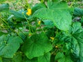 June is the time for flowering cucumbers