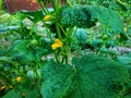 June is the time for flowering cucumbers