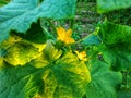 June is the time for flowering cucumbers