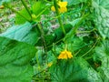 June is the time for flowering cucumbers