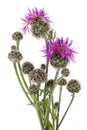 June is the time of flowering and ripening of the classic Scottish thistle plant.