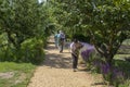 Visitors walk the gravel path from the carpark through the gardens to the Vyne mansion which is an historic Tudor Royal Residence