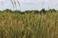 June Wheat in New York Fields