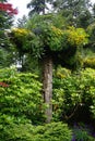 Juneau, Alaska: Glacier Gardens is a rainforest botanical garden in the Tongass National Forest Royalty Free Stock Photo