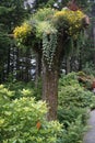 Juneau, Alaska: Glacier Gardens is a rainforest botanical garden in the Tongass National Forest