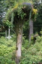 Juneau, Alaska: Glacier Gardens is a rainforest botanical garden in the Tongass National Forest Royalty Free Stock Photo