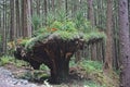 Juneau, Alaska: Glacier Gardens is a rainforest botanical garden in the Tongass National Forest Royalty Free Stock Photo