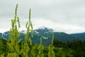 Juneau Alaska Mountain View Royalty Free Stock Photo