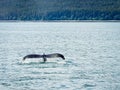 Whale watching trip in Juneau, Alaska