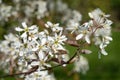 Juneberry, Amelanchier lamarckii Royalty Free Stock Photo