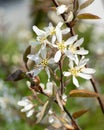 Juneberry, Amelanchier lamarckii