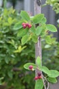 Juneberry Royalty Free Stock Photo