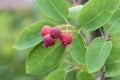 Juneberry Royalty Free Stock Photo