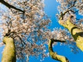 Juneberry or snowy mespilus tree, Amelanchier lamarkii, trunks with flowers, clear blue sky, Netherlands