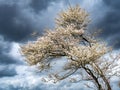 Juneberry tree, Amelanchier lamarkii, blooming in spring and dark storm clouds, Netherlands