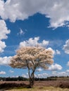 Juneberry tree, Amelanchier lamarkii, blooming in Zuiderheide nature reserve in Het Gooi, North Holland, Netherlands