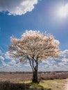 Juneberry tree, Amelanchier lamarkii, blooming in Zuiderheide nature reserve in Het Gooi, North Holland, Netherlands