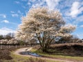 Juneberry tree, Amelanchier lamarkii, and footpath with puddles after rain in nature reserve Zuiderheide, Netherlands