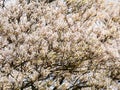 Juneberry tree, Amelanchier lamarkii, many white flowers in blooming tree, Netherlands