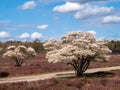 Juneberry trees, Amelanchier lamarkii, in bloom and footpath in nature reserve Zuiderheide, North Holland, Netherlands