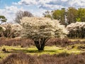 Juneberry trees, Amelanchier lamarkii, blooming in Zuiderheide nature reserve in Het Gooi, North Holland, Netherlands