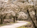 Juneberry trees, Amelanchier lamarkii, blooming in Zuiderheide nature reserve in Het Gooi, North Holland, Netherlands