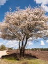 Juneberrytree, Amelanchier lamarkii, in bloom next to footpath in Zuiderheide nature reserve in Het Gooi, Netherlands