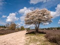 Juneberrytree, Amelanchier lamarkii, in bloom next to footpath in Zuiderheide nature reserve in Het Gooi, Netherlands