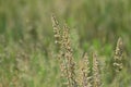 Junegrass meadow background