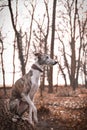 Jung female dog of whippet is sitting on trunk Royalty Free Stock Photo