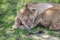 Jung lions sleeping