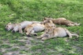 Jung lions sleeping