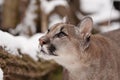 Jung Mountain Lion Royalty Free Stock Photo