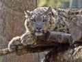 Jung Snow Leopard, Panthera uncia, resting on branch Royalty Free Stock Photo