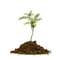 Jung Tree in soil Royalty Free Stock Photo