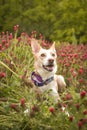 Jung white dog is sitting in tall shamrock