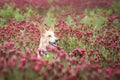 Jung white dog is sitting in tall shamrock