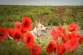 Jung white dog, who is hidding in poppy seed.