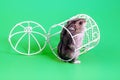 A Jungar hamster crawls into a bird cage lying on its side