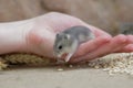 Young hamster Royalty Free Stock Photo