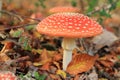 Older toadstools, amanita muscaria