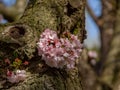 Young cherry sprout growing from tree trunk showing some blossoms.