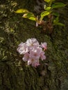 Young cherry sprout growing from tree trunk showing some blossoms.