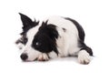 Young border collie lying tired on the ground