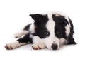 Young border collie lying tired on the ground