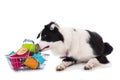 Young border collie with shopping basket