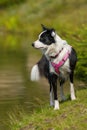 Young border collie dog at the lake